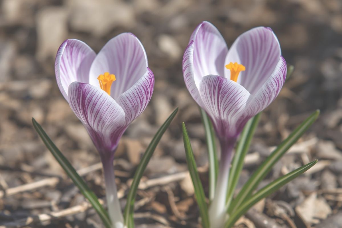 Twee paars-witte krokussen naast elkaar als symbool van wederzijdse vergeving