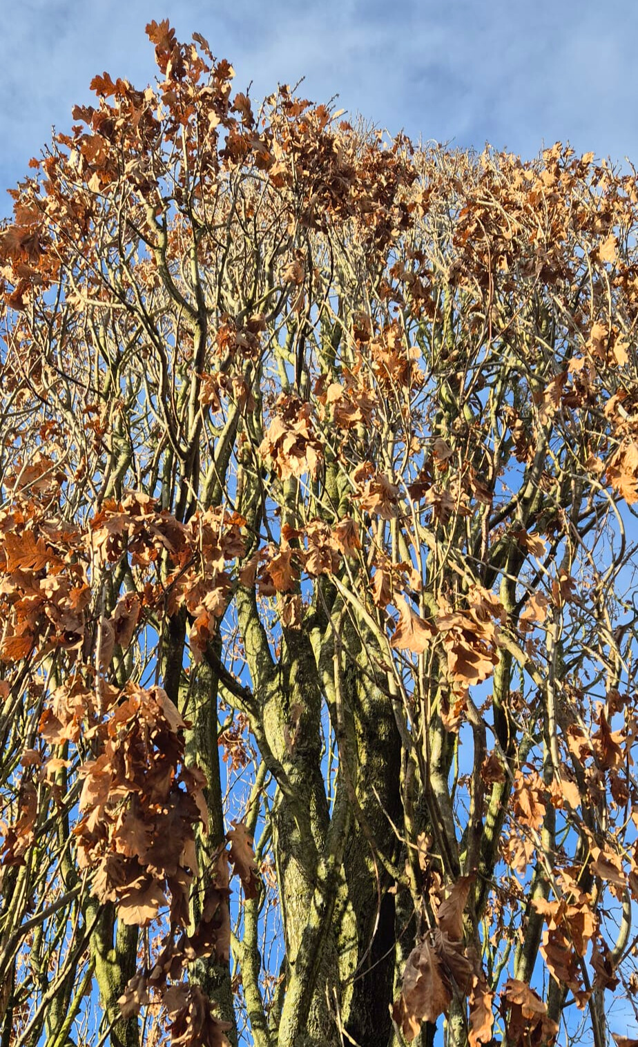 Boom met verdroogde bladeren en open lucht, symbool voor loslaten en ruimte