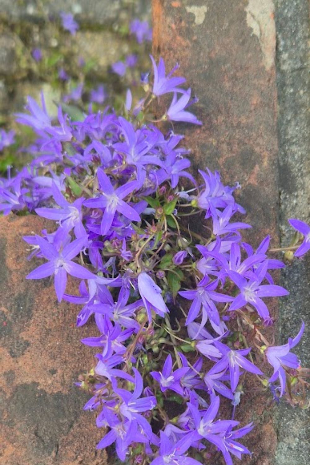 Rank kleine blauwe bloemen.